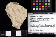 Foto (Objket + Etiketten) von Pithonoton ? marginatum (von Meyer, 1842) 